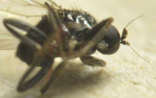 Drapetis infitialis